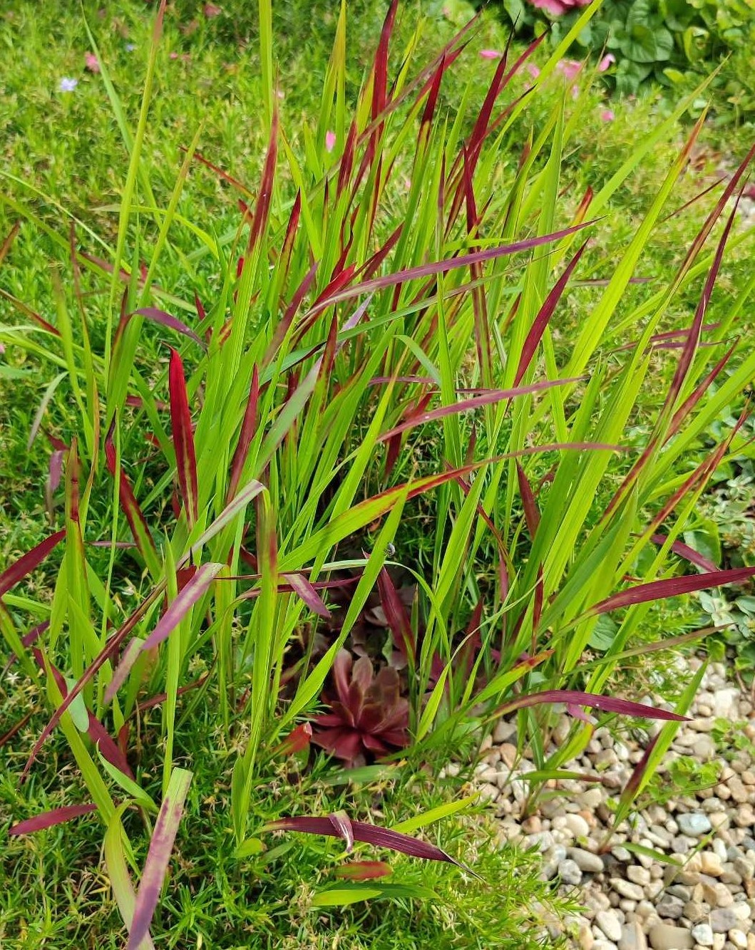 Imperáta 'Red Baron' 
